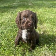 Cocker Spaniel (Working & Show) - Dogs