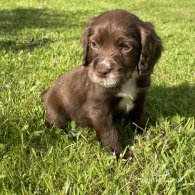 Cocker Spaniel (Working & Show) - Dogs