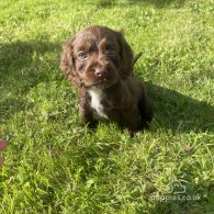 Cocker Spaniel (Working & Show) - Dogs