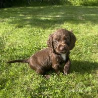 Cocker Spaniel (Working & Show) - Dogs