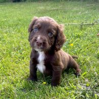 Cocker Spaniel (Working & Show) - Dogs