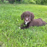 Cocker Spaniel (Working & Show) - Dogs