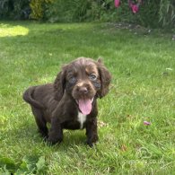 Cocker Spaniel (Working & Show) - Dogs