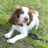 Cocker Spaniel (Working & Show) - Dogs