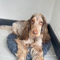 Cocker Spaniel (Working & Show) - Both