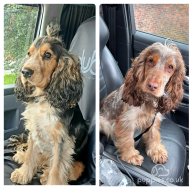 Cocker Spaniel (Working & Show) - Both