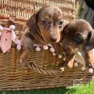 Dachshund (Standard & Miniature) - Bitches