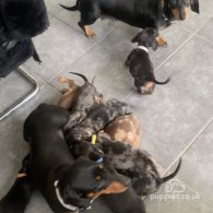 Dachshund (Standard & Miniature) - Bitches