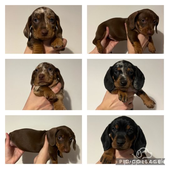 Dachshund (Standard & Miniature) - Both