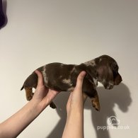 Dachshund (Standard & Miniature) - Both