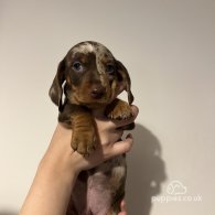 Dachshund (Standard & Miniature) - Both