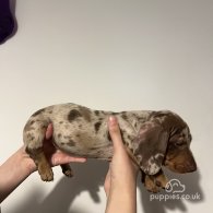 Dachshund (Standard & Miniature) - Both