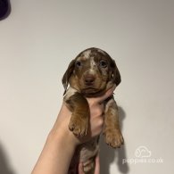 Dachshund (Standard & Miniature) - Both