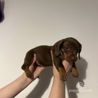 Dachshund (Standard & Miniature) - Both