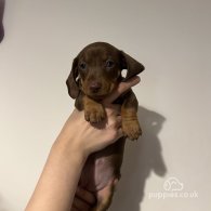 Dachshund (Standard & Miniature) - Both