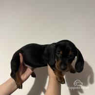 Dachshund (Standard & Miniature) - Both