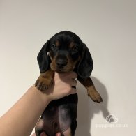 Dachshund (Standard & Miniature) - Both