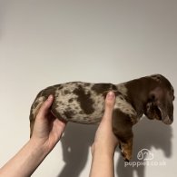 Dachshund (Standard & Miniature) - Both