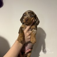 Dachshund (Standard & Miniature) - Both