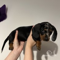 Dachshund (Standard & Miniature) - Both