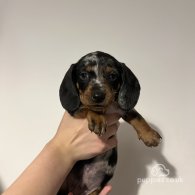 Dachshund (Standard & Miniature) - Both