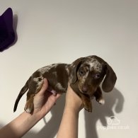 Dachshund (Standard & Miniature) - Both