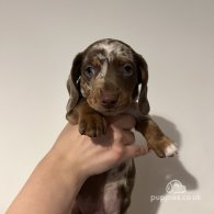 Dachshund (Standard & Miniature) - Both