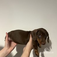 Dachshund (Standard & Miniature) - Both