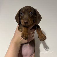 Dachshund (Standard & Miniature) - Both