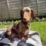 Dachshund (Standard & Miniature) - Both