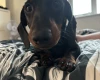 Dachshund (Miniature Smooth Haired)