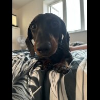 Dachshund (Miniature Smooth Haired)