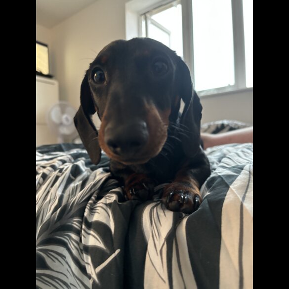 Dachshund (Miniature Smooth Haired)