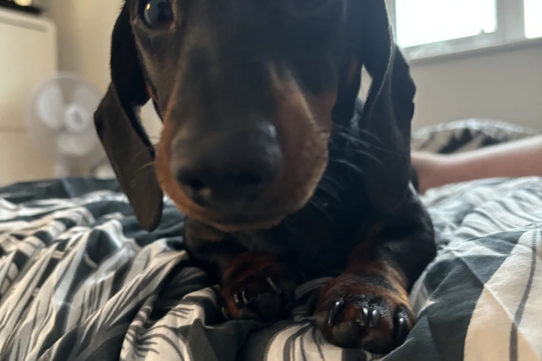 Dachshund (Miniature Smooth Haired)