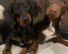 Dachshund (Miniature Smooth Haired)