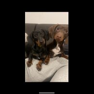 Dachshund (Miniature Smooth Haired)