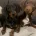 Dachshund (Miniature Smooth Haired)