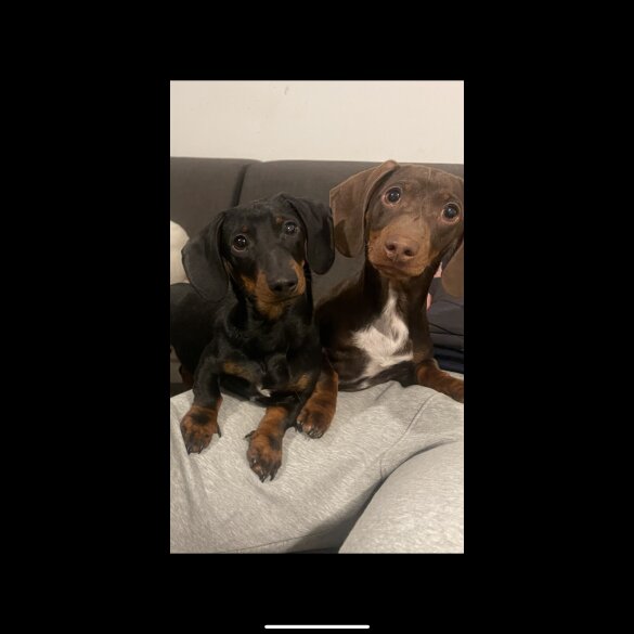 Dachshund (Miniature Smooth Haired)