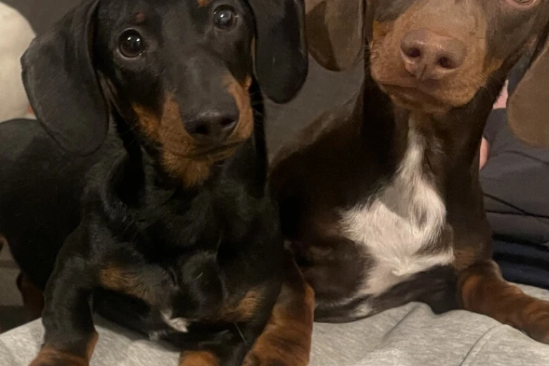 Dachshund (Miniature Smooth Haired)