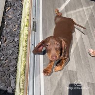 Dachshund (Standard & Miniature) - Both