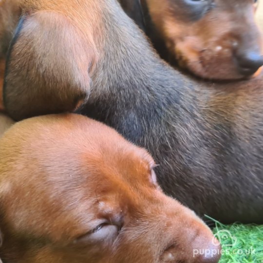 Dachshund (Standard & Miniature) - Both