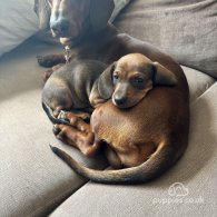 Dachshund (Standard & Miniature) - Both