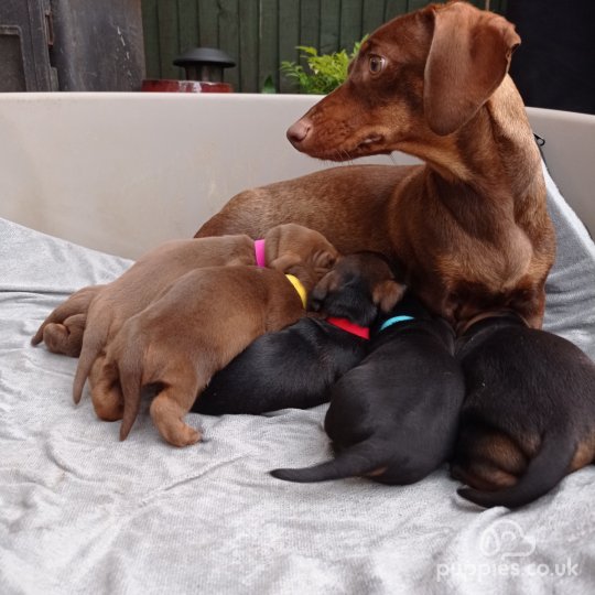 Dachshund (Standard & Miniature) - Both