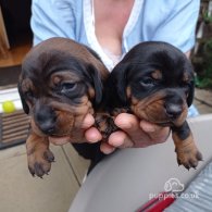 Dachshund (Standard & Miniature) - Both