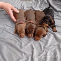 Dachshund (Standard & Miniature) - Both