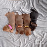 Dachshund (Standard & Miniature) - Both