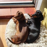 Dachshund (Standard & Miniature) - Both