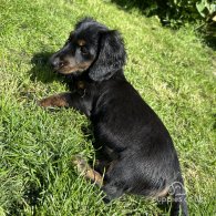 Dachshund (Standard & Miniature) - Both