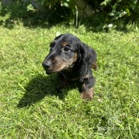 Dachshund (Standard & Miniature) - Both