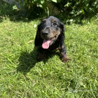 Dachshund (Standard & Miniature) - Both